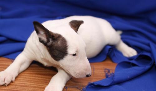 REGALO Bull Terrier cuccioli per l'adozione  Abbiamo di razza Bull Terrier cuccioli per l'adozione. 
