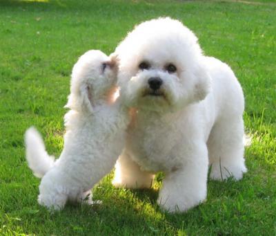 Adorabili cuccioli di bichon frise femminucce e maschietti disponibili per l'adozione