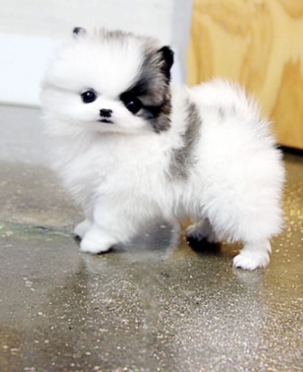 Molto bella e sani cuccioli di volpino pomeranian per adozione maschi e femmine disponibili (gratis)