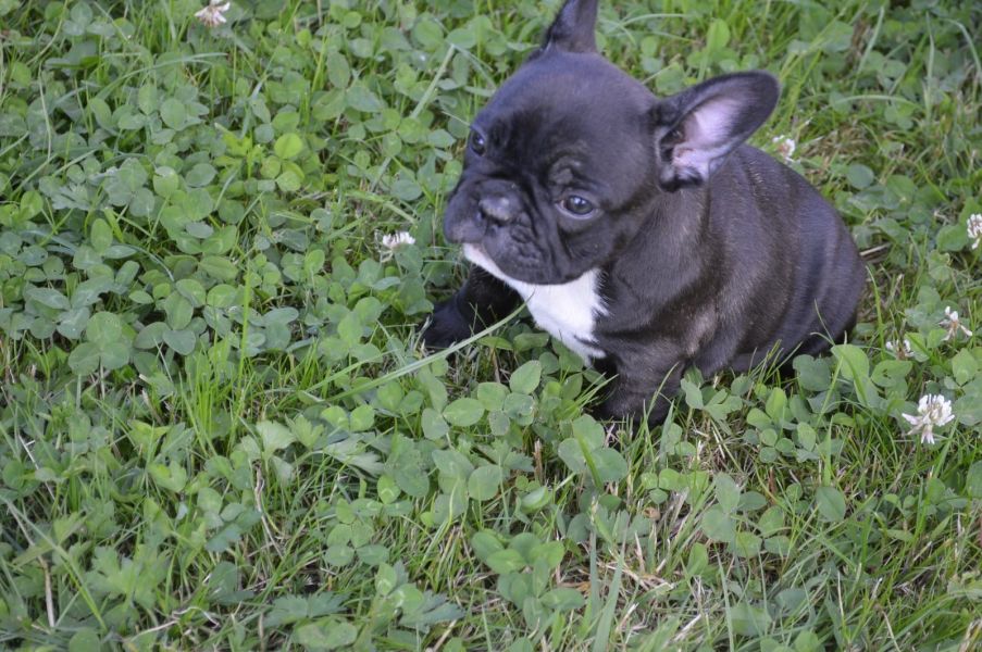  regalo cuccioli di Bulldog Francese disponibili per l'adozione