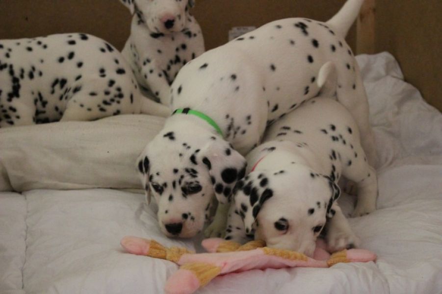 REGALO dalmata cuccioli Adorabili cuccioli di dalmata femminucce e maschietti disponibili per l'adoz
