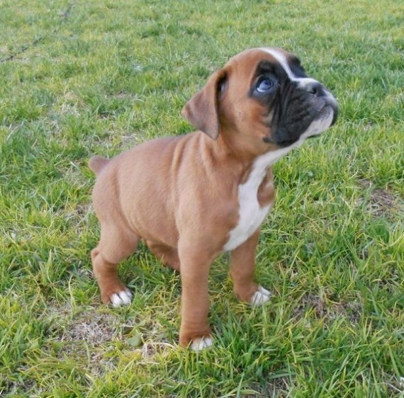Regalo Cuccioli di Boxer