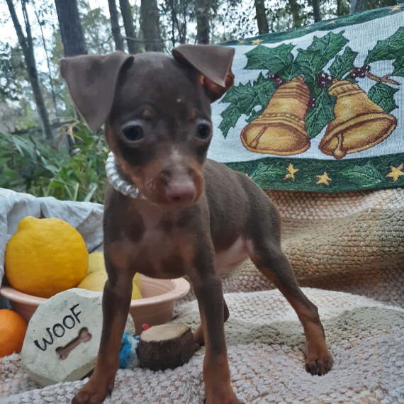 Regalo  cuccioli PINSCHER