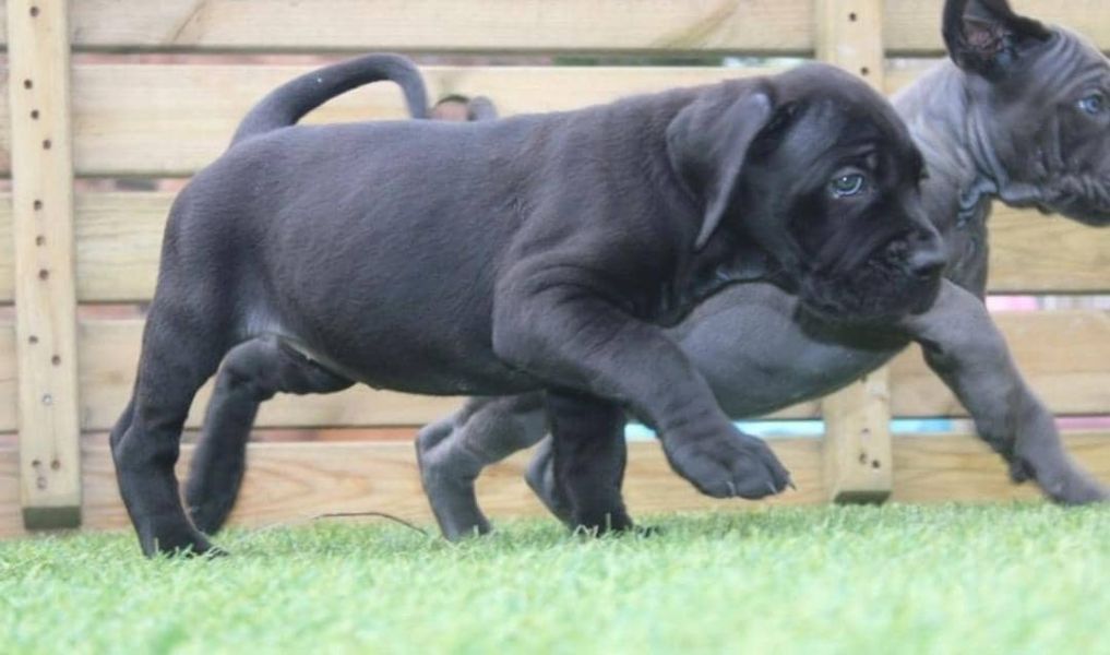 Regalo abbiamo cuccioli di CORSO CANE