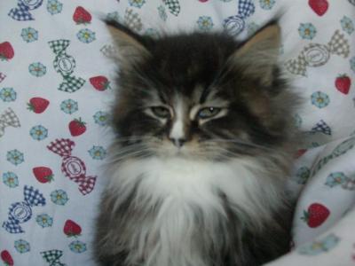 Pensione domestica per gatti e cat sitter a domicilio
