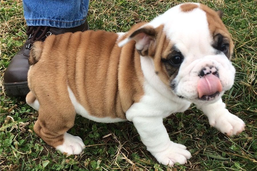 Regalo Bulldog inglese cuccioli disponibili