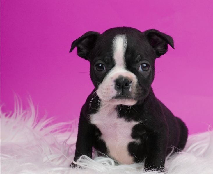 Regalo cuccioli di Boston terrier