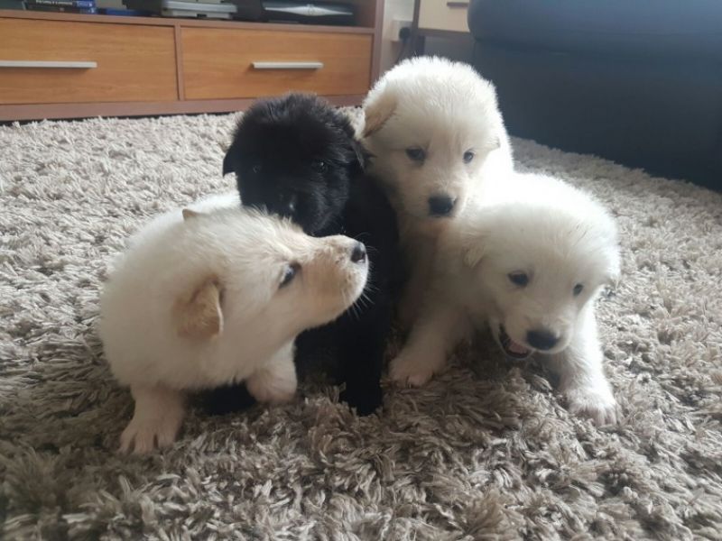 REGALO Cuccioli pastore tedesco