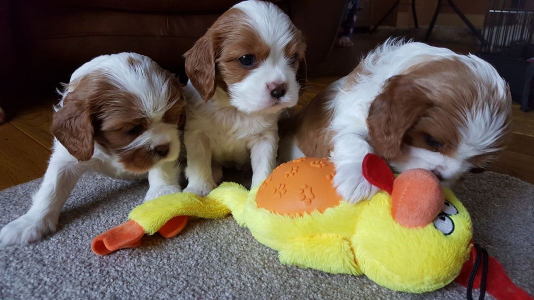 Cuccioli di cavalier king disponibili