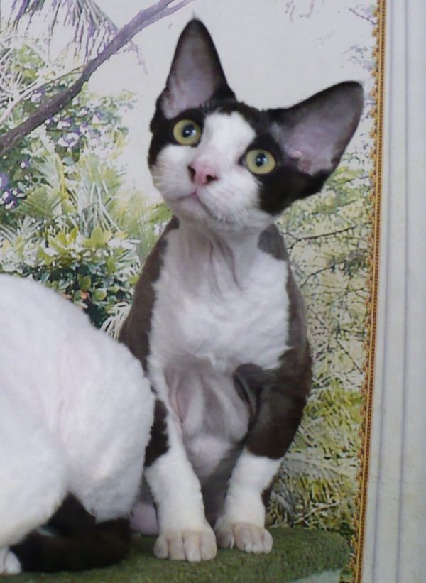 Gattini di Sphynx   ( per regalo )