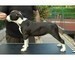 Disponibili cuccioli di American Pitbull Terrier.    Disponibili cuccioli di American Pitbull Terrie