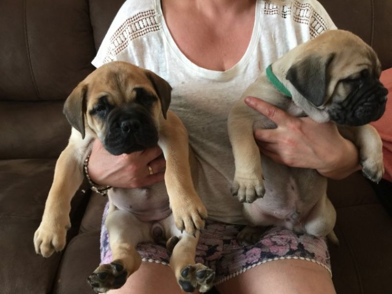 REGALO BullMastiff cuccioli Adorabili cuccioli di BullMastiff  femminucce e maschietti disponibili p