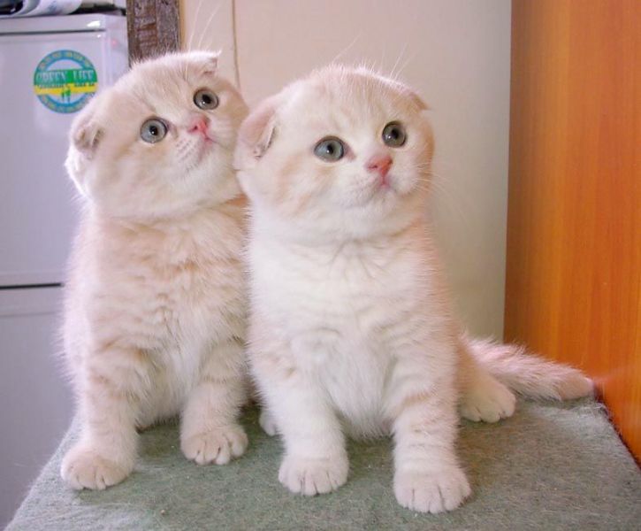 Scottish fold gattini a vostra disposizione