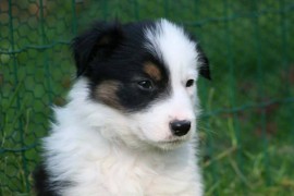 Adorali cuccioli di Border collie femminucce e maschietti disponibili