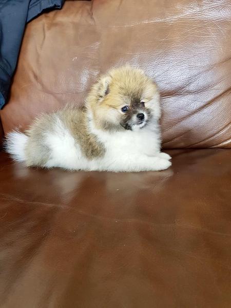  Volpino di pomerania