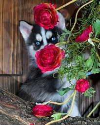  Regalo cuccioli di Siberian Husky