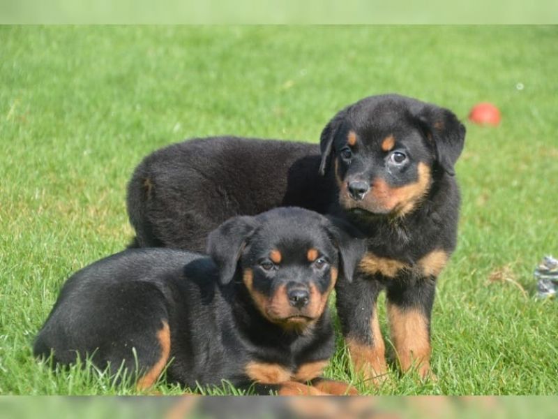  cuccioli di ROTTWEILER   ( per regalo )