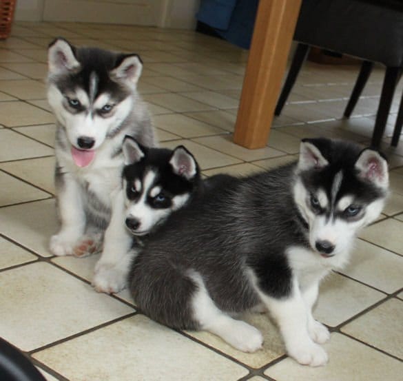 Molto bella e sani cuccioli di Sibarian husky  per adozione maschi e femmine disponibili (gratis) 
