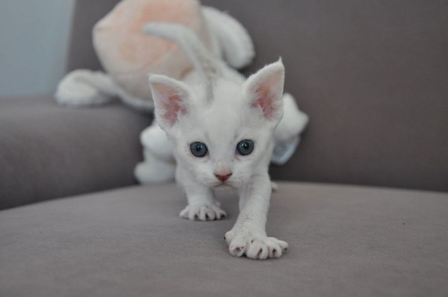  gattini Devon rex   ( per regalo )
