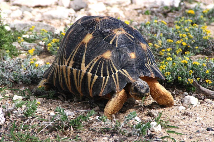 Sano tartaruga radiata Geochelone in vendita (T. hermanni boettgeri) (T. graeca ibera  (T. marginata