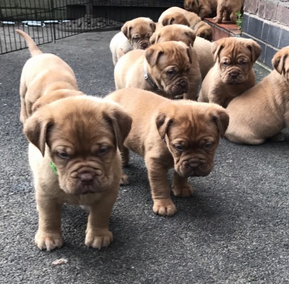 Regalo Cuccioli di dogue de bordeaux
