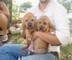 Abiamo disponibili due cuccioli Bloodhound