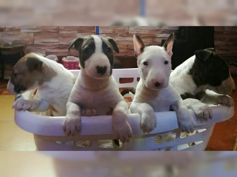 Cuccioli di bull terrier in regalo