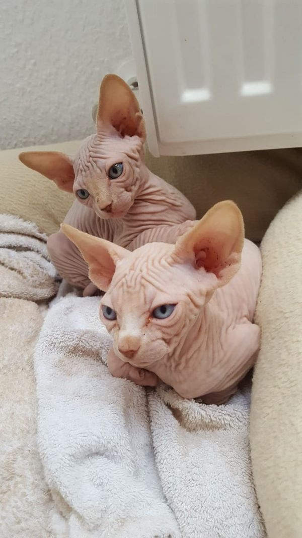 Gattini di Sphynx   per adozione ( maschio e femmina )