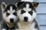 Clicca per ingrandire	SIBERIAN HUSKY CON PEDIGREE