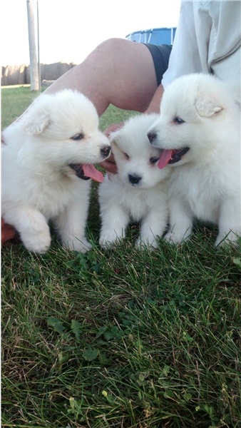 Regalo adorabili cuccioli  samoiedo  femminucce e maschietti disponibili gratuita i cuccioli sono va