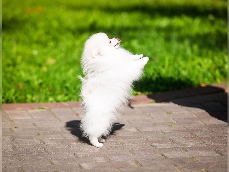 Due cuccioli T-Cup Pomerania impressionanti.