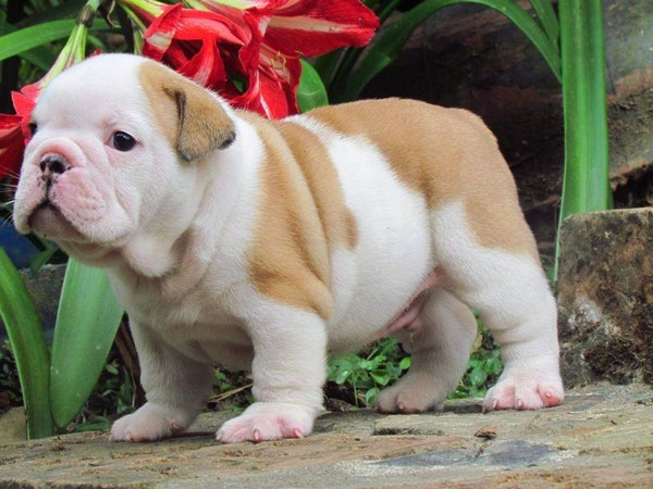 Disponibile  Bulldog Inglese di ottima genealogia