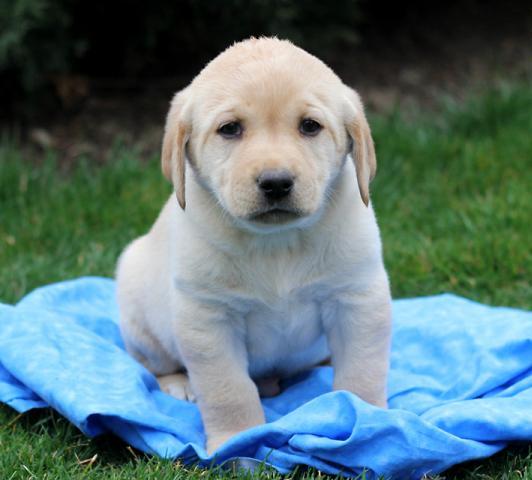 Cuccioli di Labrador ( gratis)