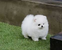 Regalo Volpini cuccioli di pomerania