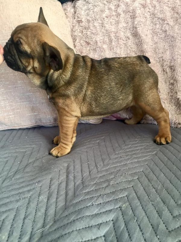 Sani maschio e femmina cuccioli di bulldog francese per adozione 