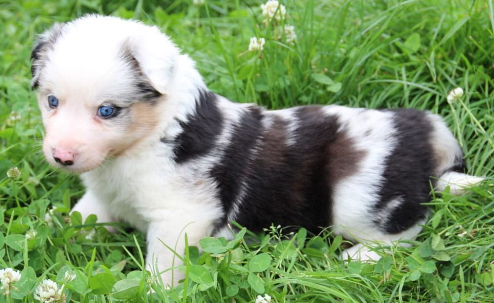  regalo cuccioli di border collie cuccioli disponibili per l'adozione