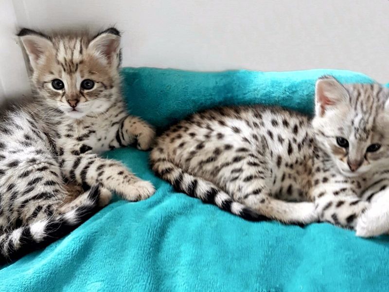 gattini Savannah   per adozione ( regalo  )