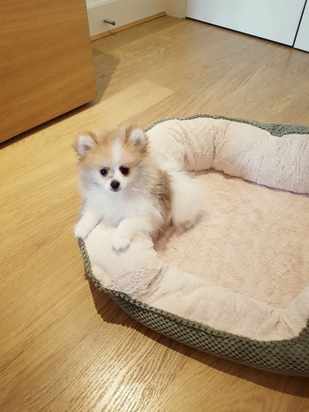 Regalo Volpini cuccioli di pomerania