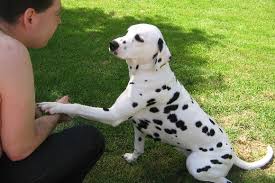 Adorabili cuccioli di dalmata femminucce e maschietti disponibili per l'adozione 
