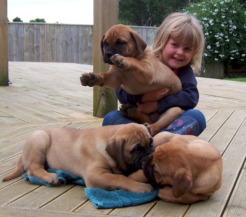 REGALO BullMastiff cuccioli