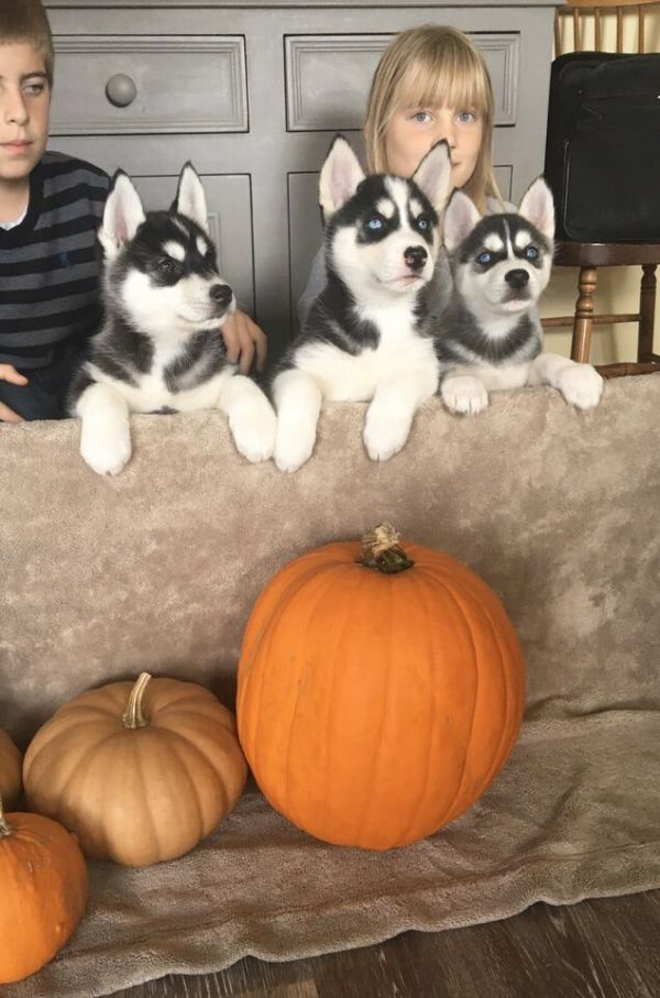 Cuccioli di husky siberiano