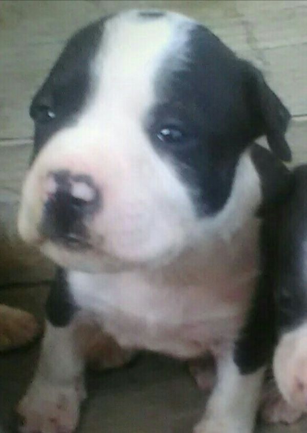 Amstaff