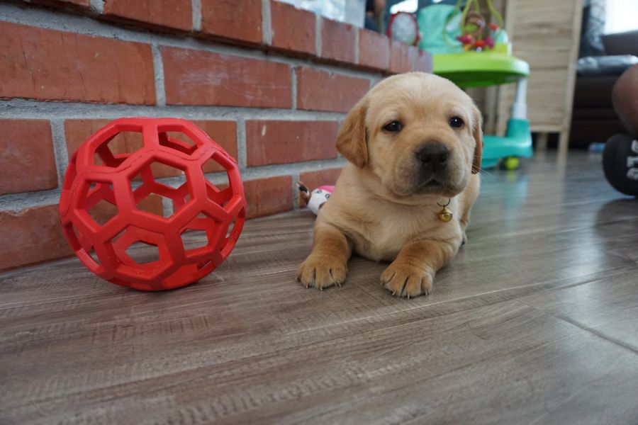  Labrador cuccioli introvabili cuccioli E-MAIL  (marieiris783@gmail.com)  Labrador cuccioli introvab