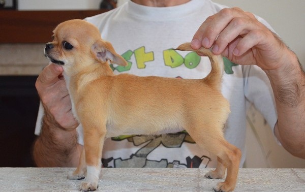 Regalo cuccioli di chihuahua