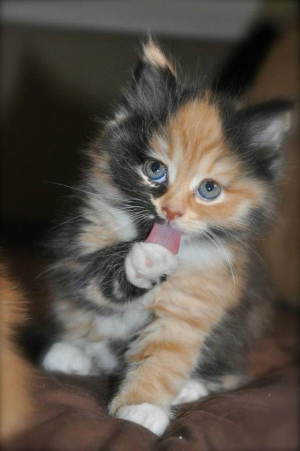 4 Gattino siberiano neva masquerade