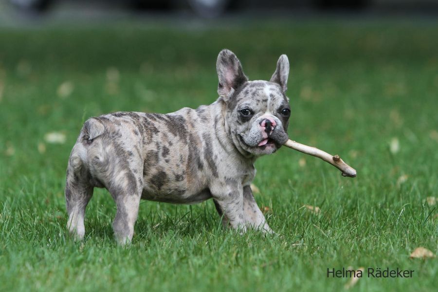 Maschio e femmina adorabile bulldog francese  cuccioli disponibili per l'adozione