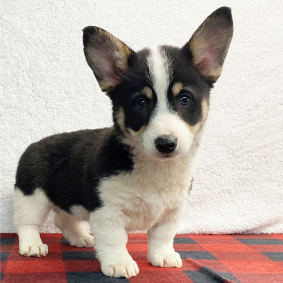 Regalo Pembroke Welsh Corgi cuccioli introvabili cuccioli di Pembroke Welsh Corgi intelligenti e dol