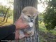 Disponibili bellissimi cuccioli di akita inu  disponibili bellissimi cuccioli di akita inu