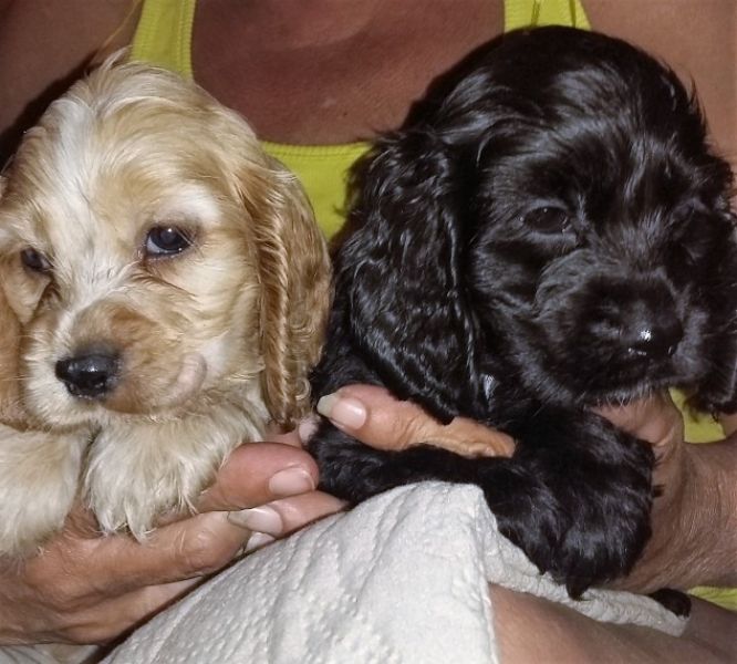 REGALO Cuccioli Coker Spaniel  i cuccioli vengono consegnati con svezzamento , primo vaccino, libret