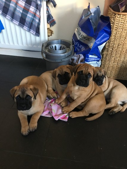 Regalo abbiamo cuccioli di bullmastiff
